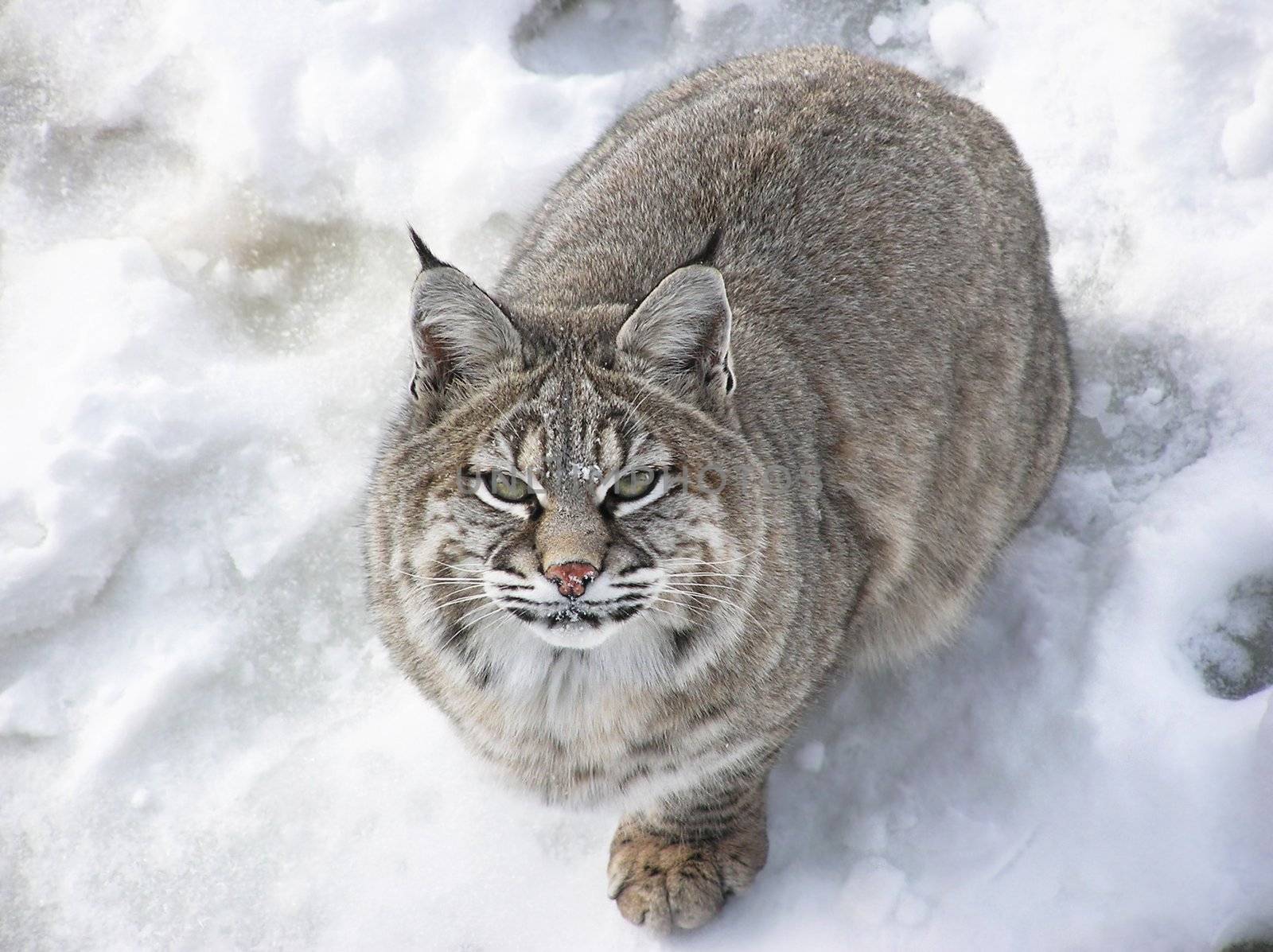Close-up from above of a Bobcat lynx on snow looking at camera