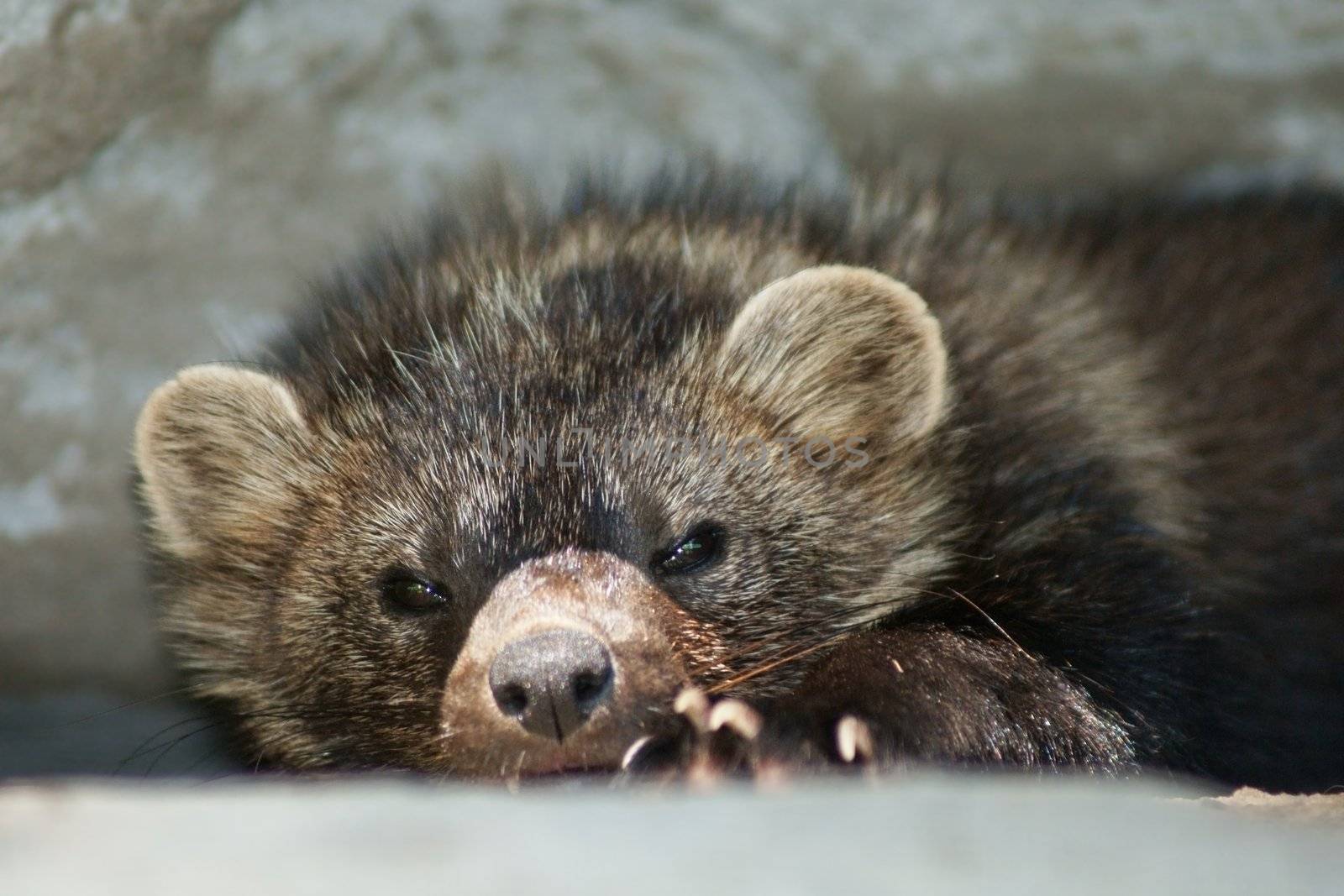 Close-up of a sleeping Fisher (Pekan) a rarely seen member of the weasel family 