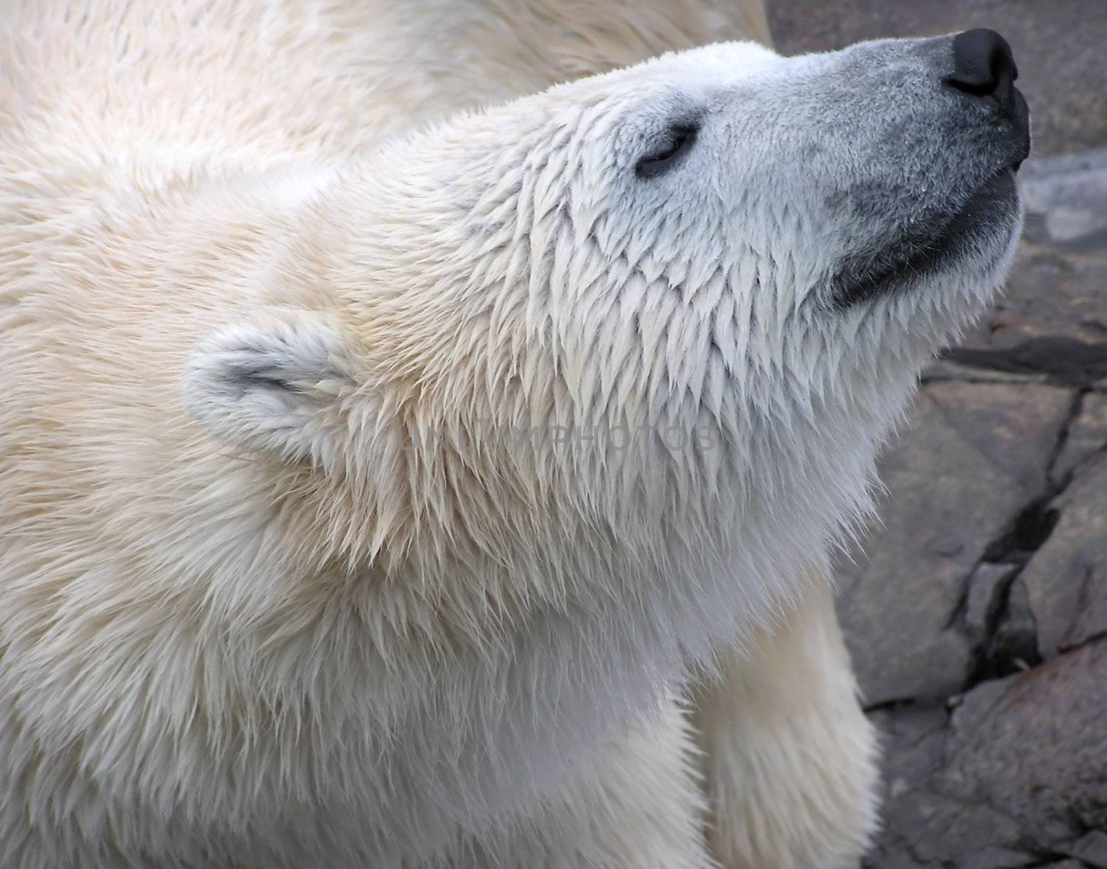 Very close low-key portrait of a beautiful polar bear coming out of the water and smelling the air with eyes closed - great wet fur texture.