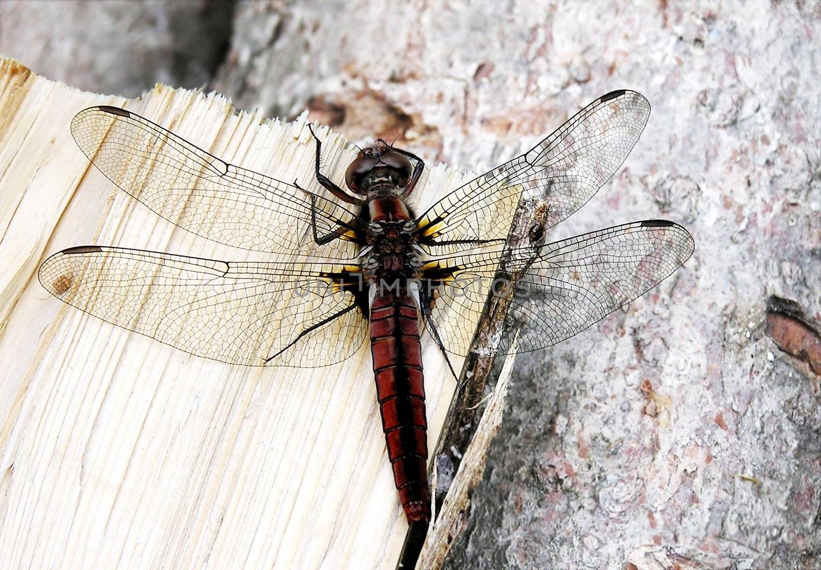 Close-up of a red dragonfly resting on wooden log