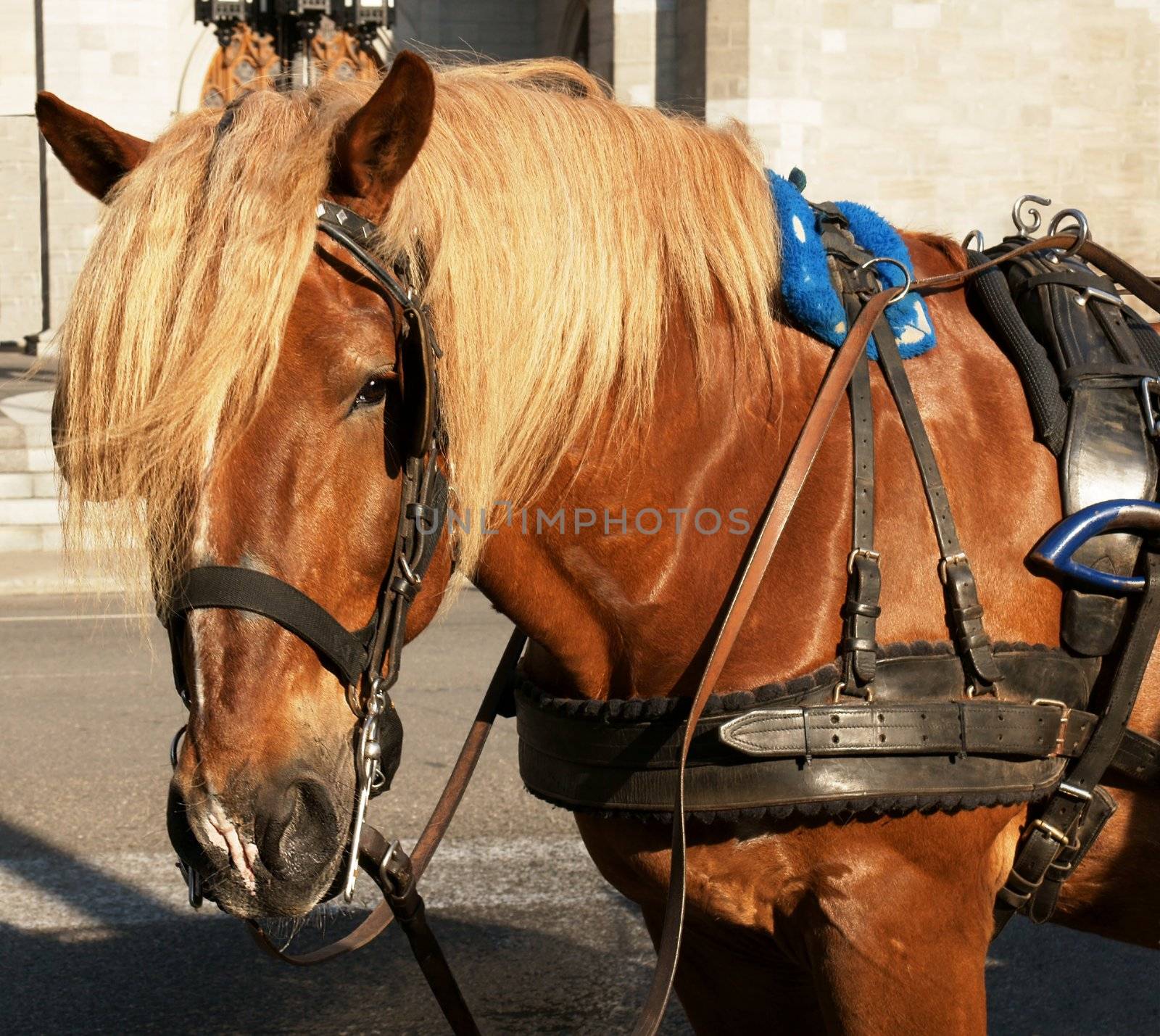 Belgian draft horse with carriage work gear, looking at camera,beautiful light.