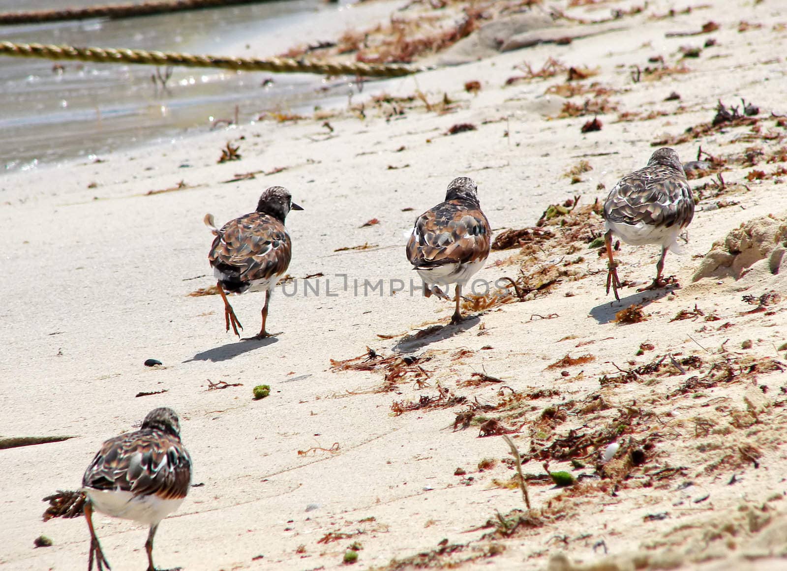 Concept of being left being by a group, not fitting in: Ruddy turnstone trying to catch up with three other birds on the beach.                          