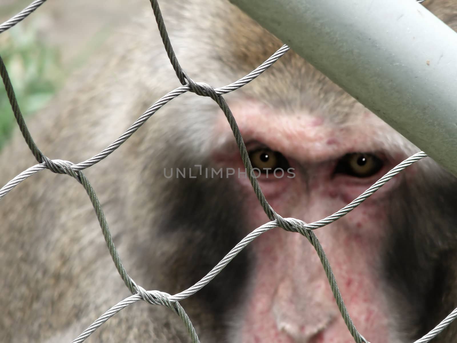Concept captive monkey by Mirage3