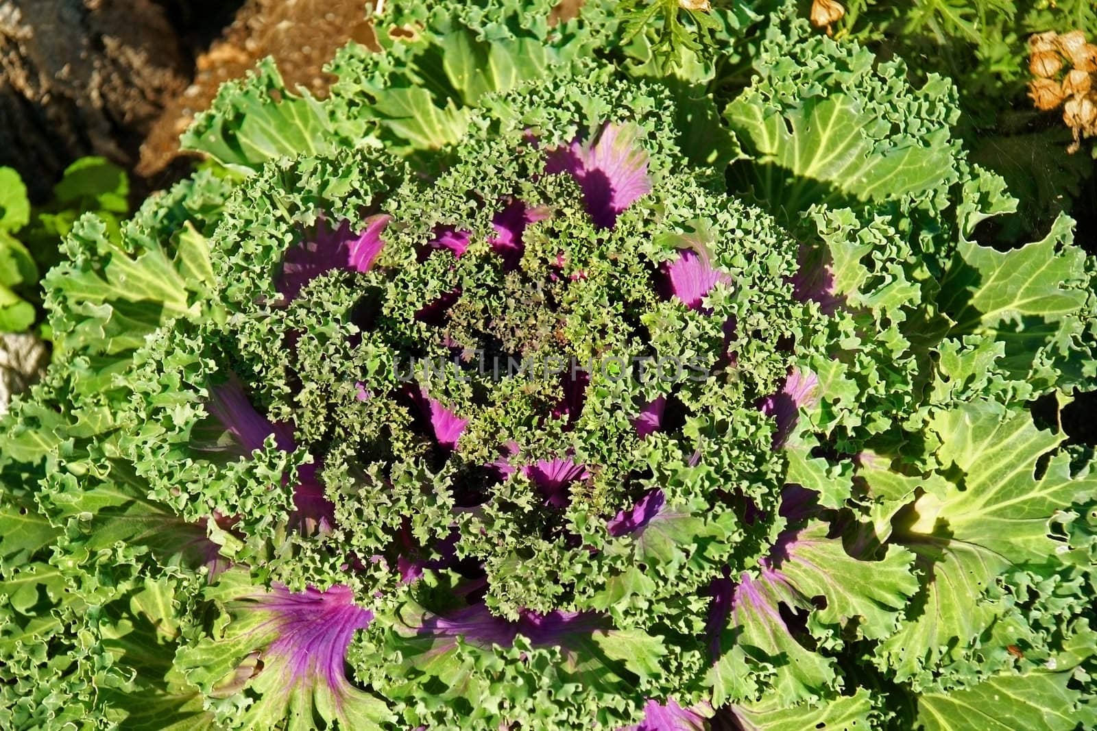 Close look of a colorful decorative cabbage in a mixed flower bed on a brigth sunny day. Great botanical background.