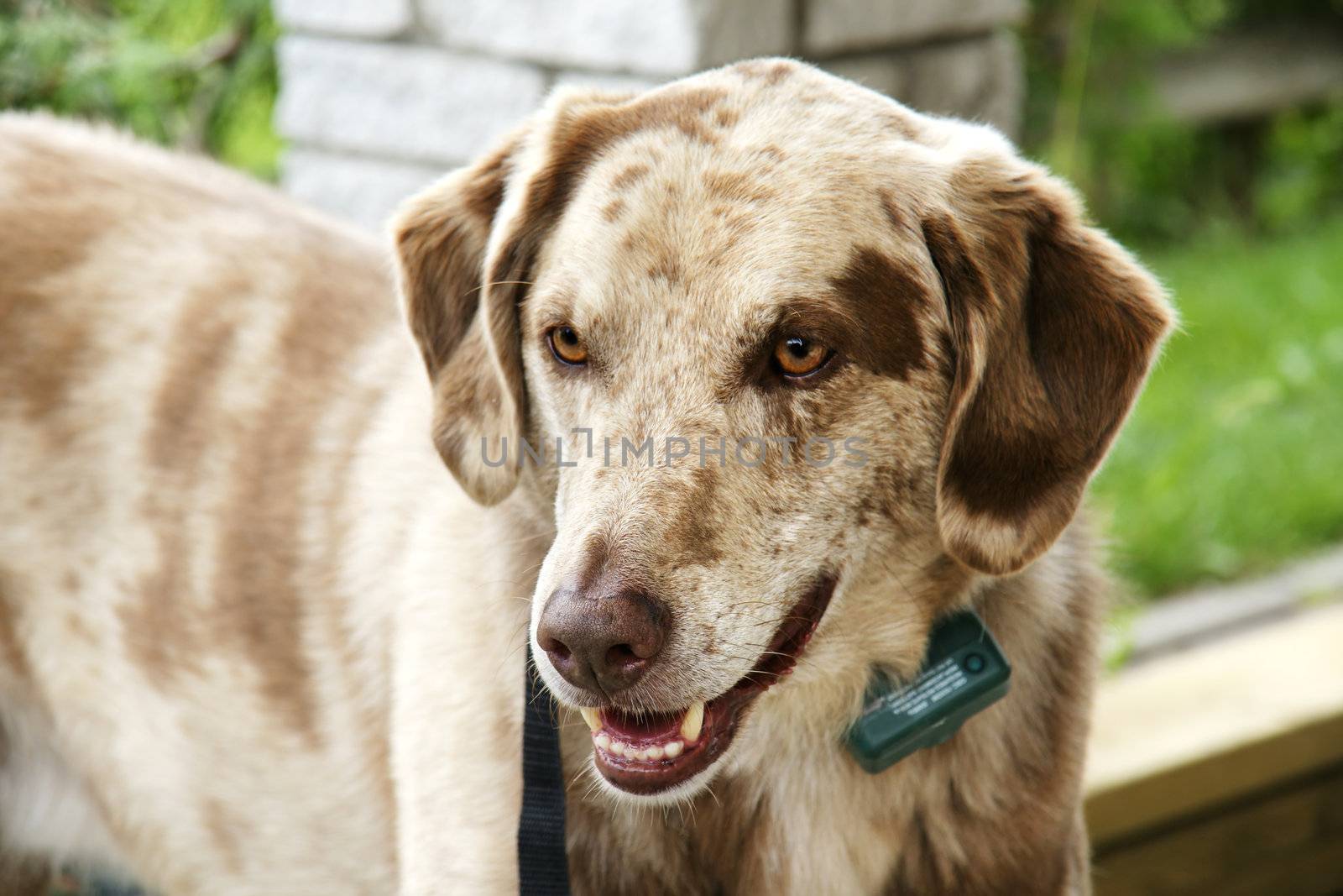 Large mix breed dog with funny face and colors, wearing an anti-bark collar.  