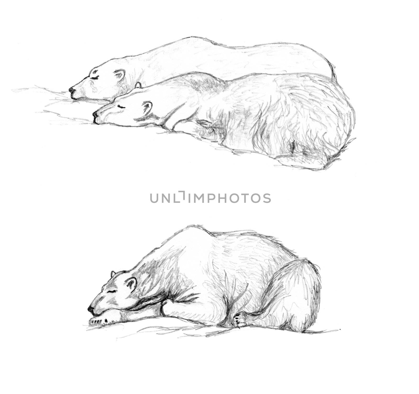Drawing of three polar bears sleeping by Mirage3