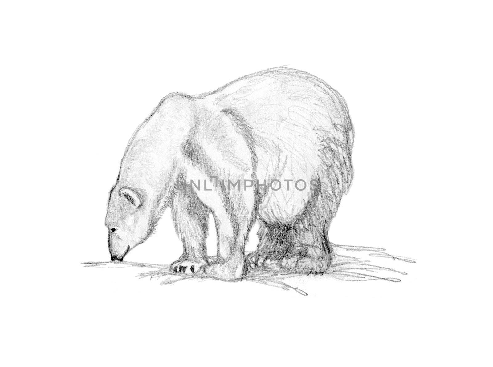Pencil drawing of a polar bear sniffing the ground