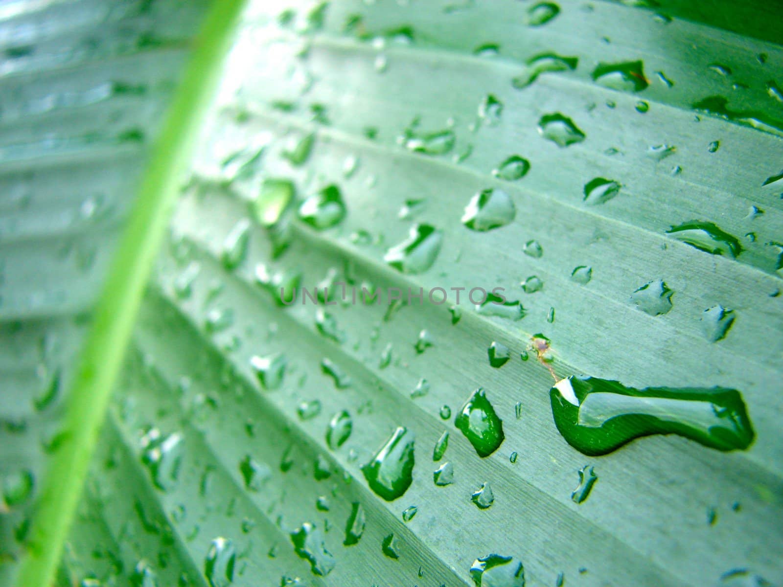 Drops of water on big leaf by Mirage3