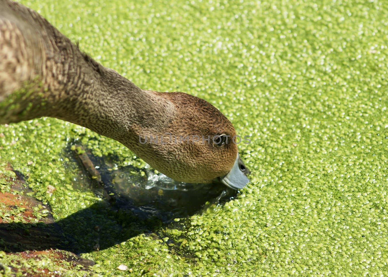 Close-up of female duck Northern Pintail with her beak deep into duckweeds aquatic plants