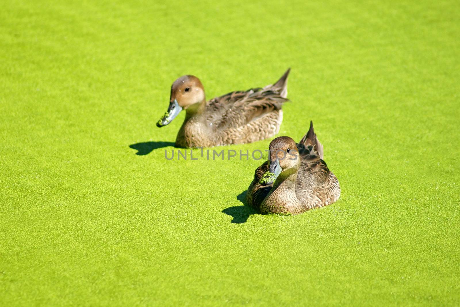 Couple of pintail ducks swimming in duckweed covered pond which looks like green pea soup.