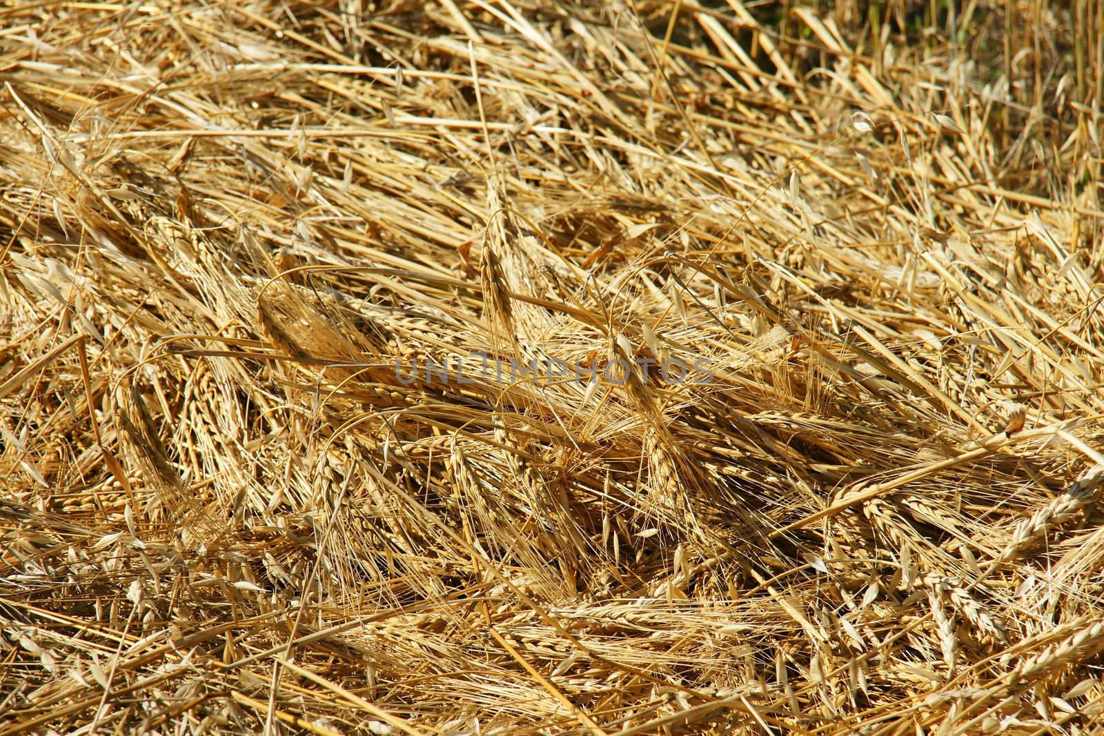 Close-up of freshly cut barley and oat cereal field crop, just about to be harvested.