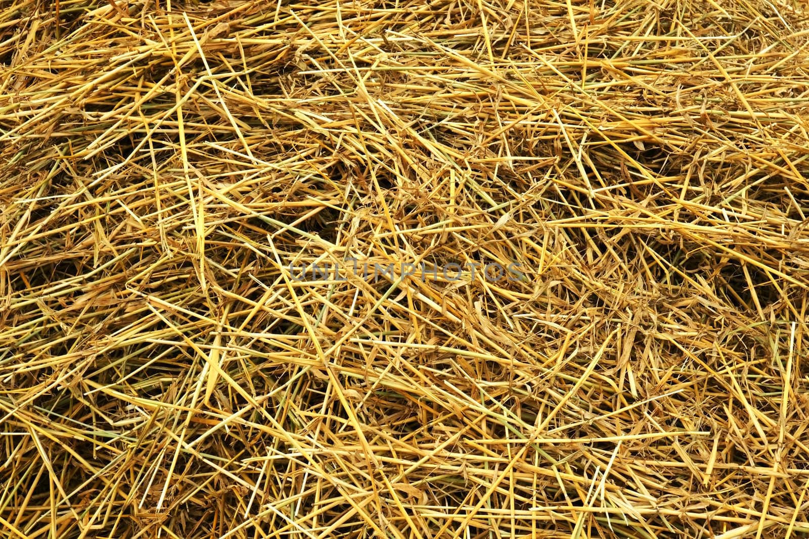 Freshly cut hay by Mirage3