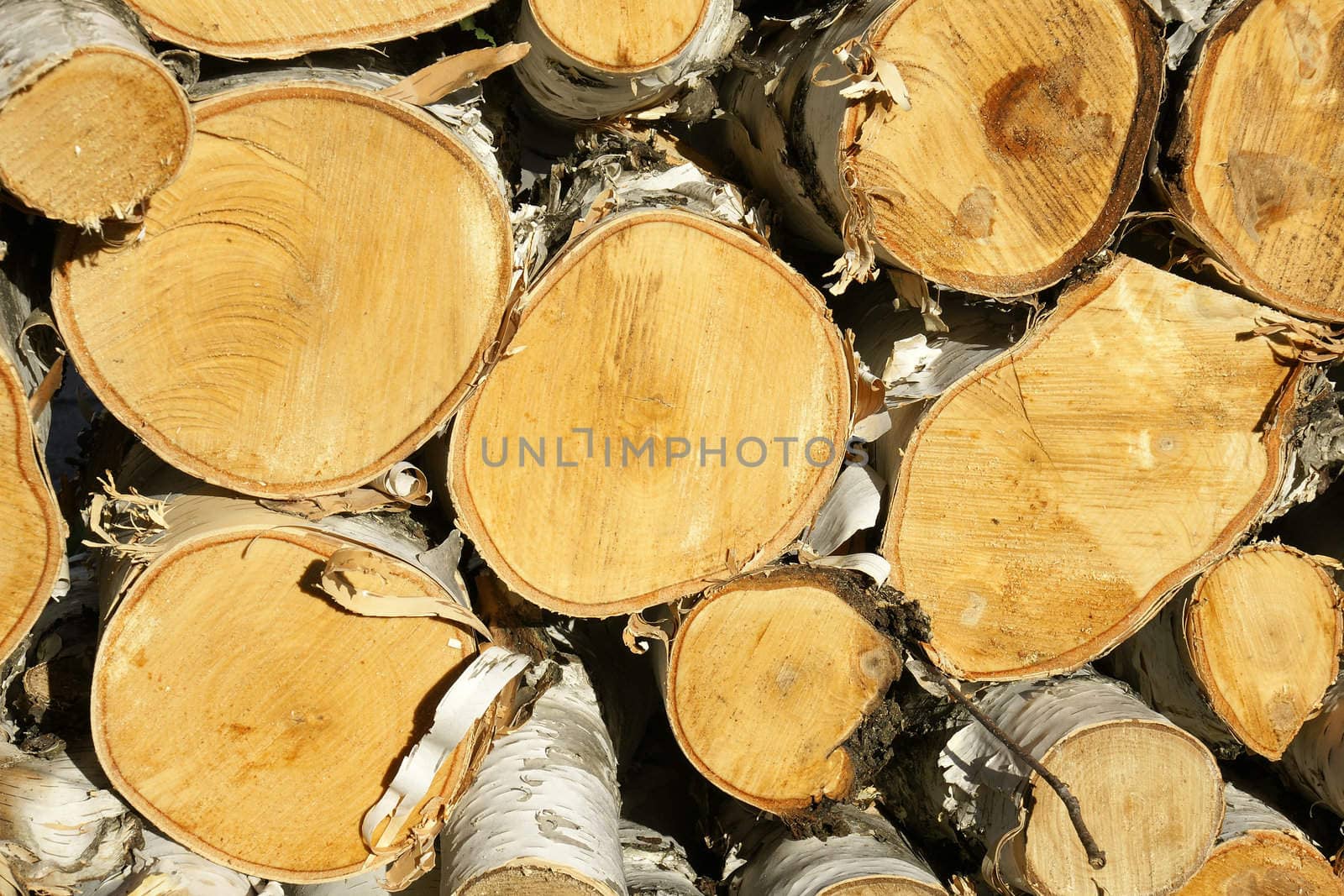 Pile of paper birch wood logs lighten by sunset