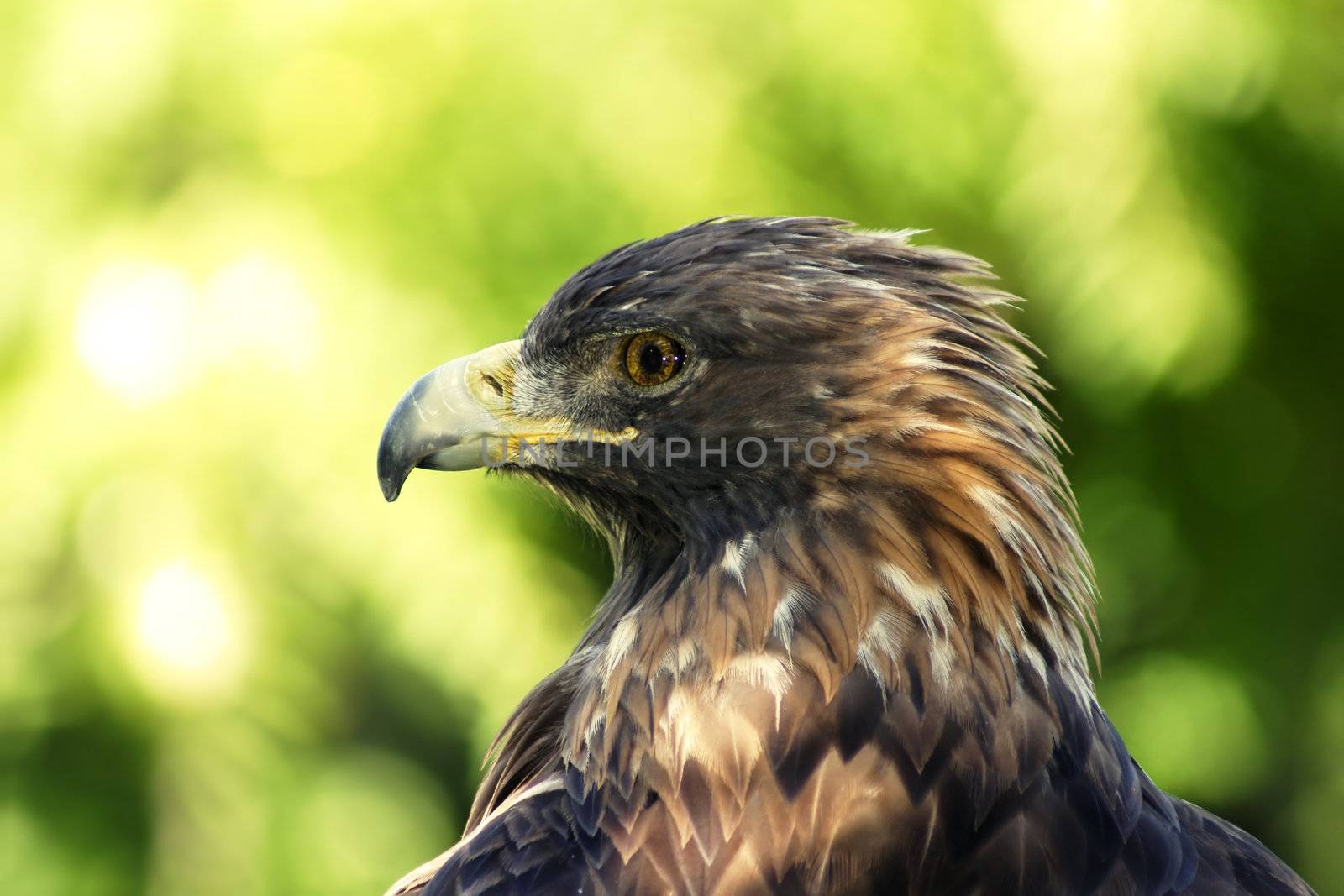 Close-up portrait of a magnificient golden eagle resting in the shade contrasted by off focus green foliage