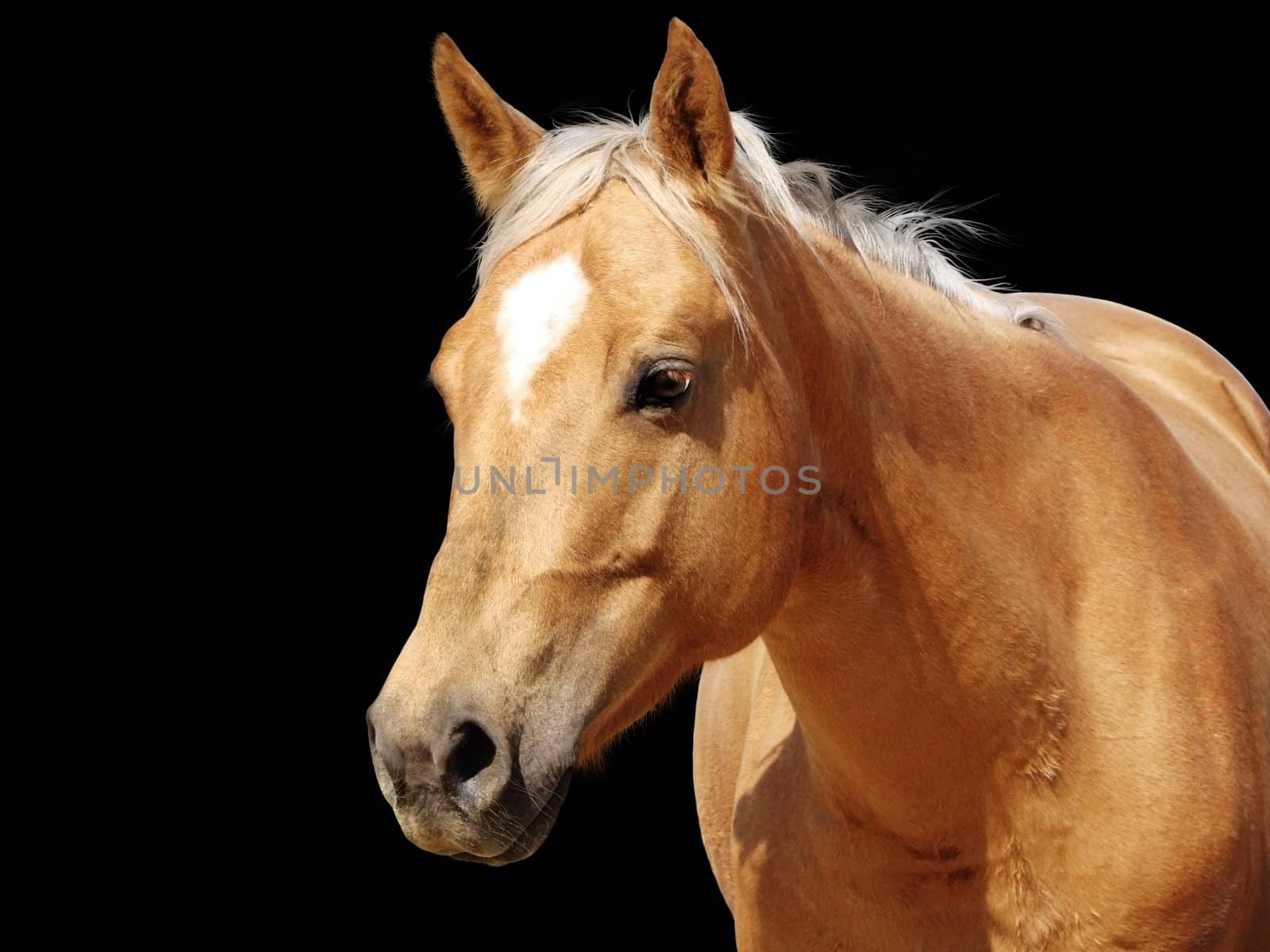Detailed close-up of a golden palomino Quarter horse mare looking at camera isolated on black background