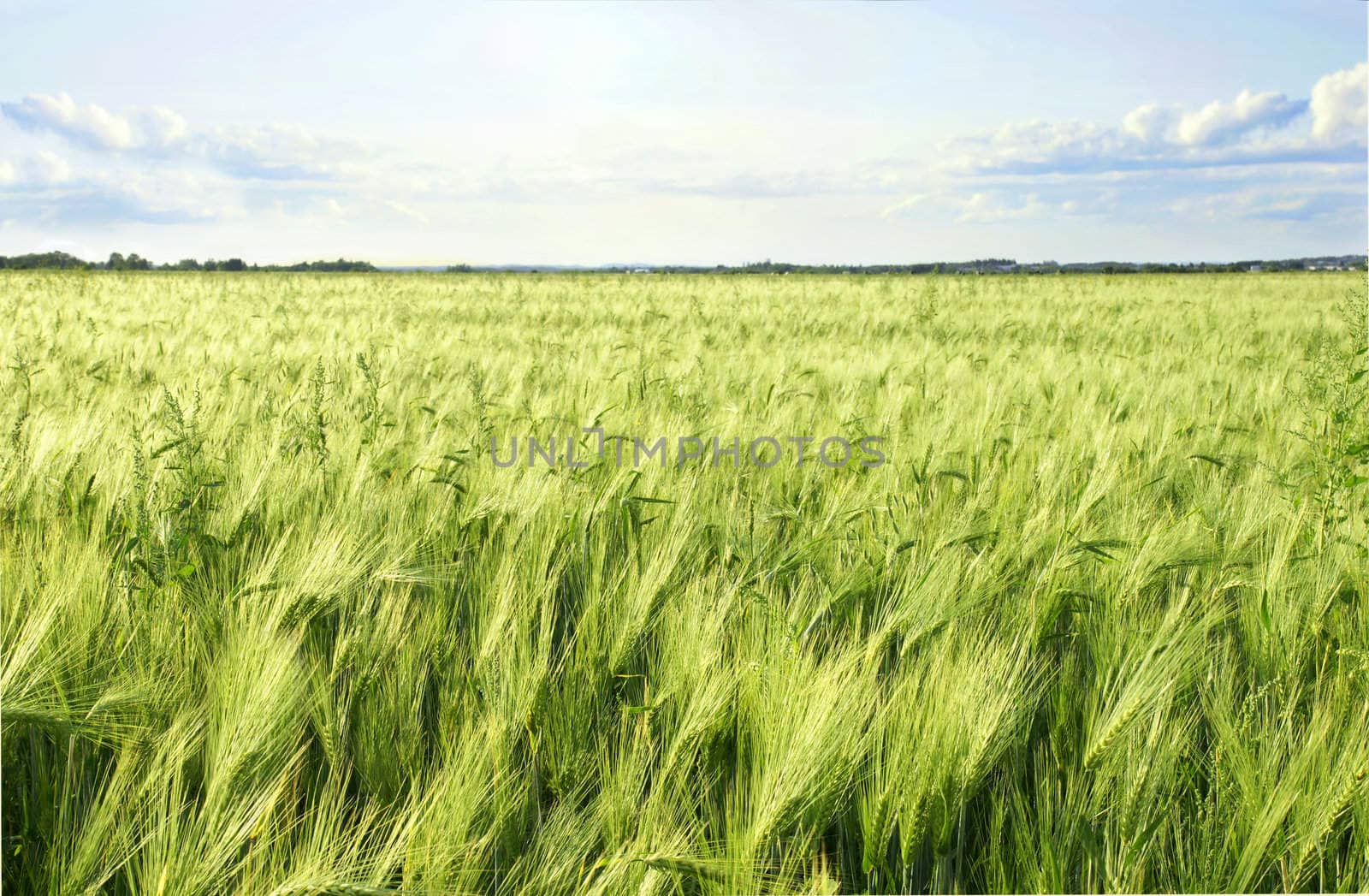Green barley cereal field and sky by Mirage3