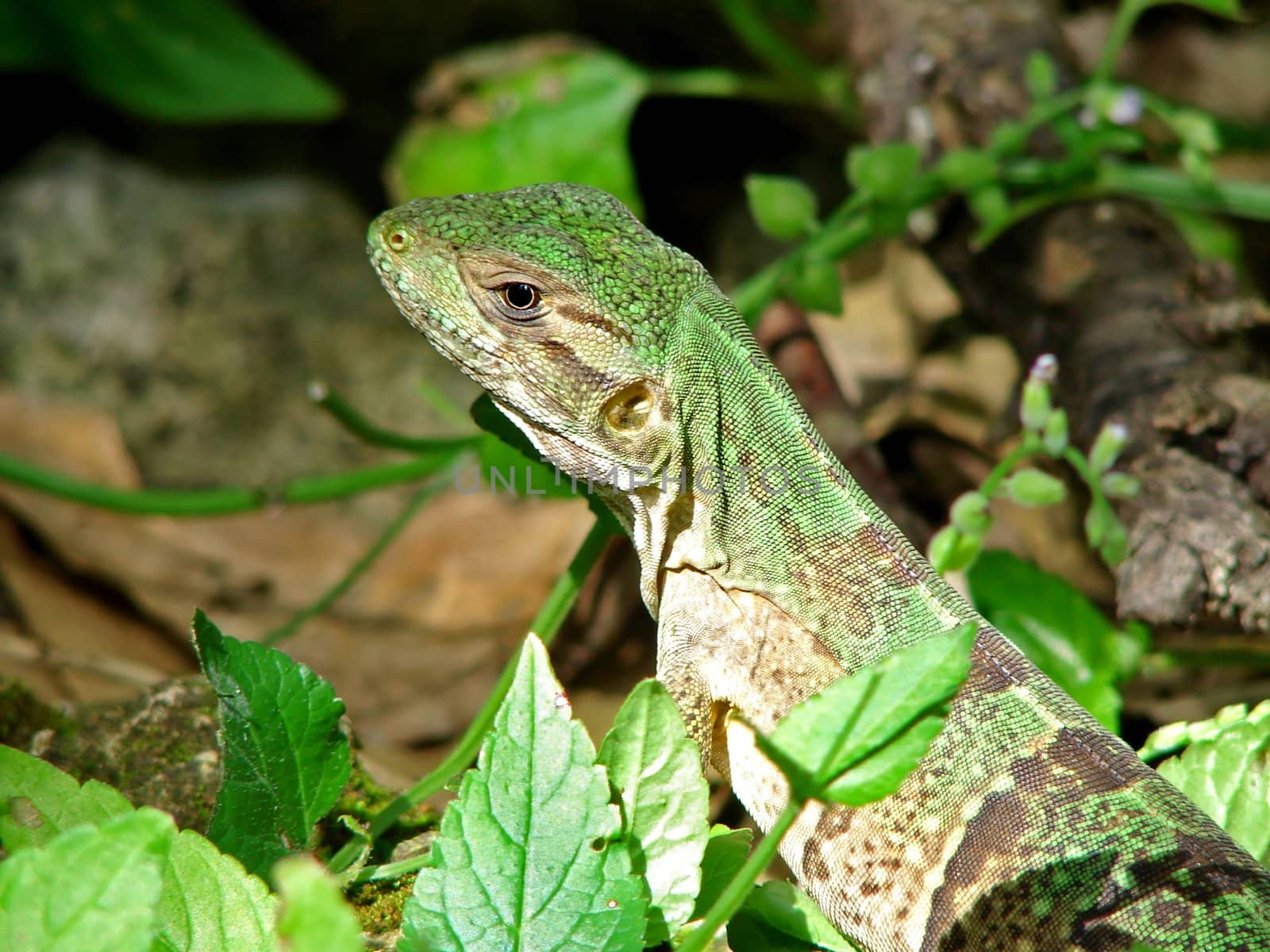 Close-up of a green lizard in the sun on natural background showing details of its skin scales and camouflage.