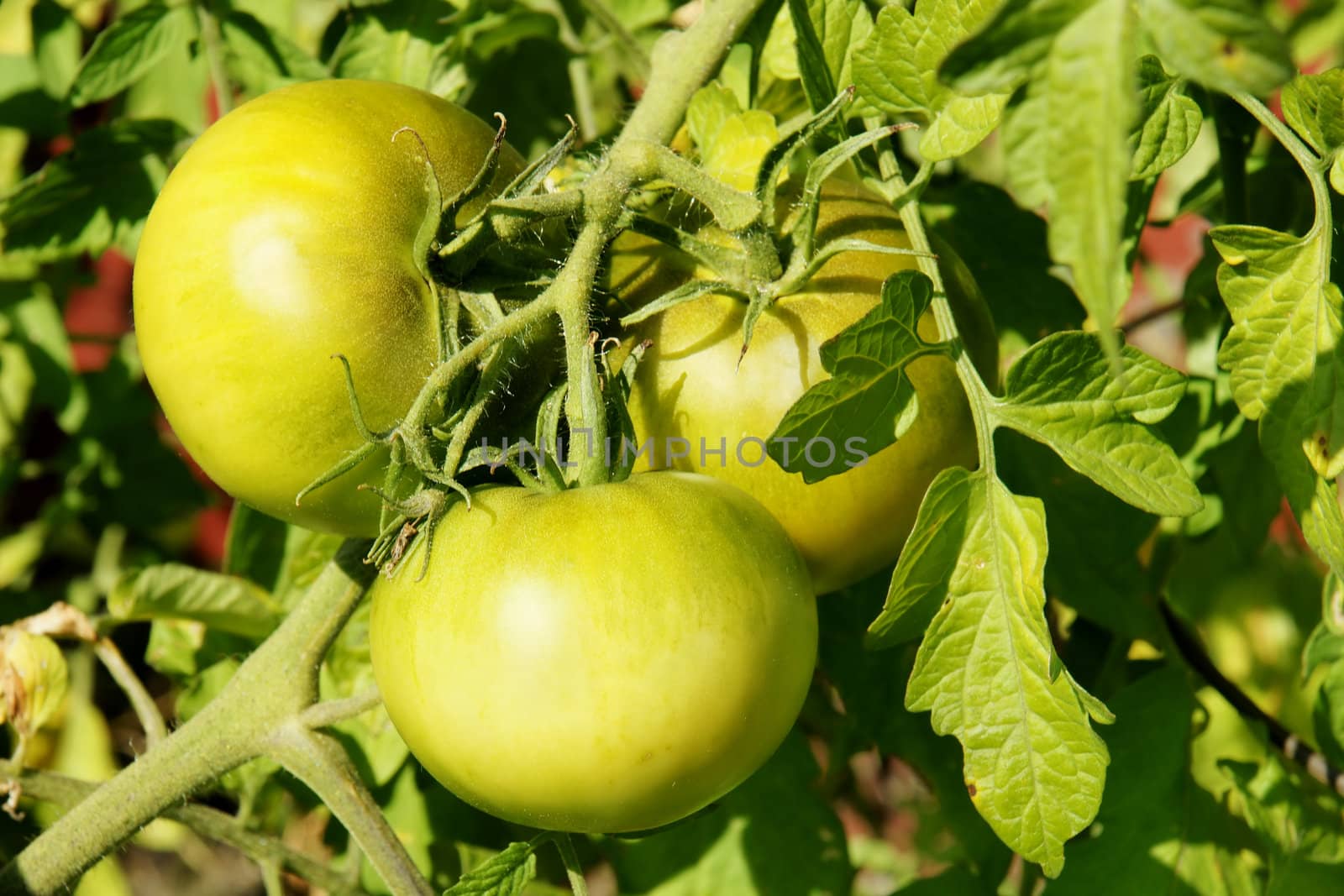 Close up of three unripe green tomatoes in the vegetable garden on a bright sunny day.