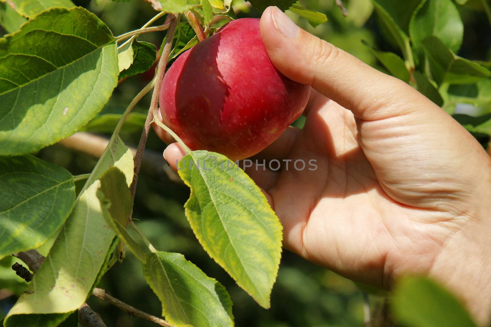 Hand picking apple in a tree by Mirage3