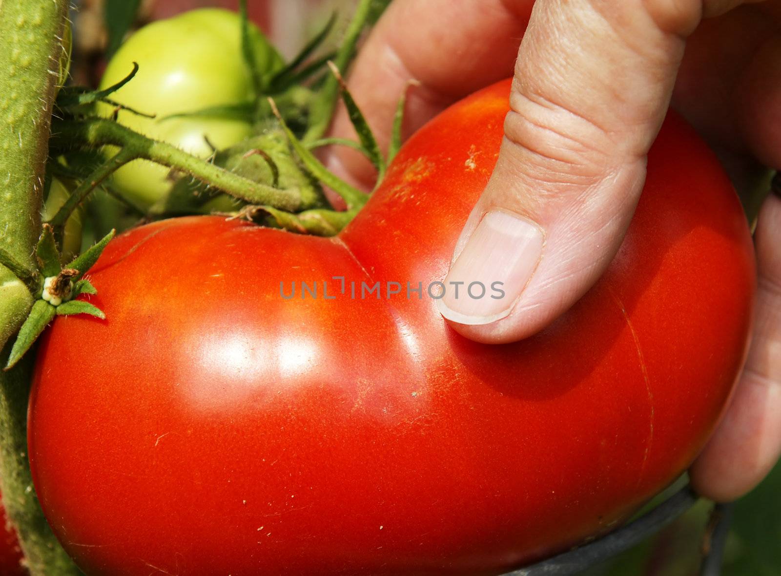 Close up on hand picking up a big red juicy tomato directly on the stem on a bright sunny day. Great details on the tomato skin.