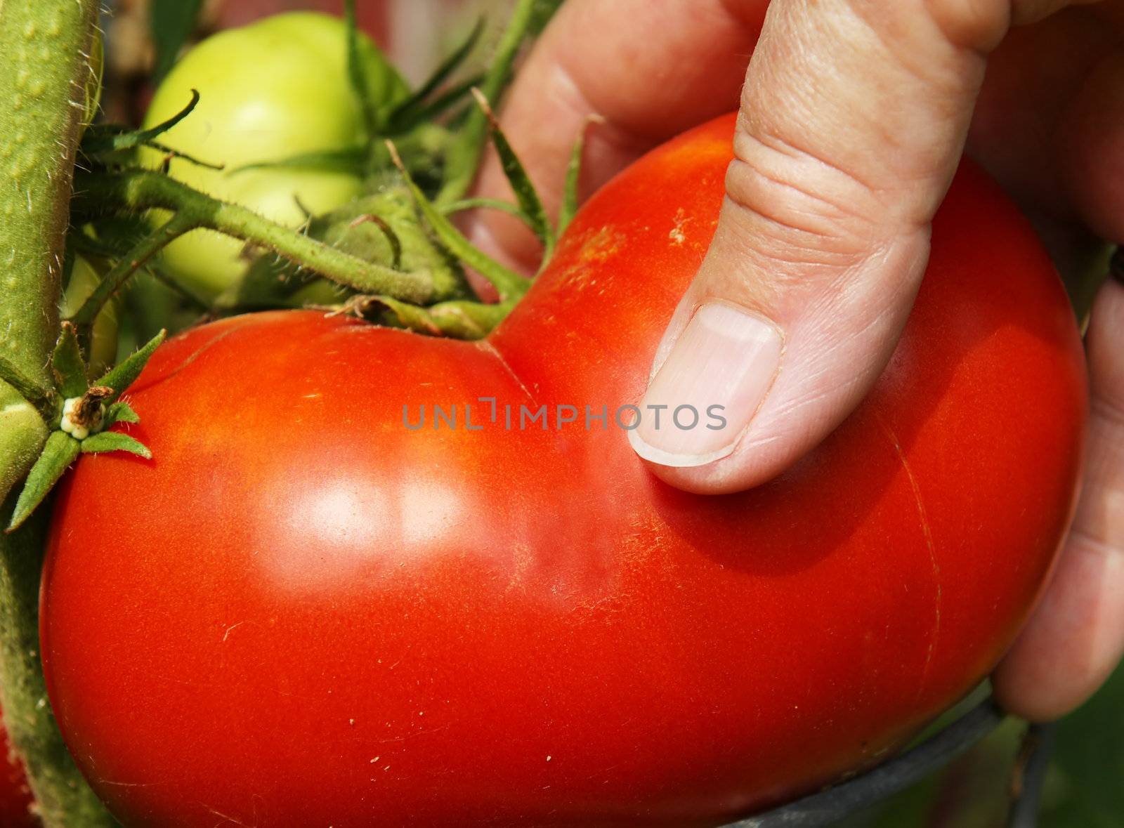 Hand picking large red tomatoe by Mirage3