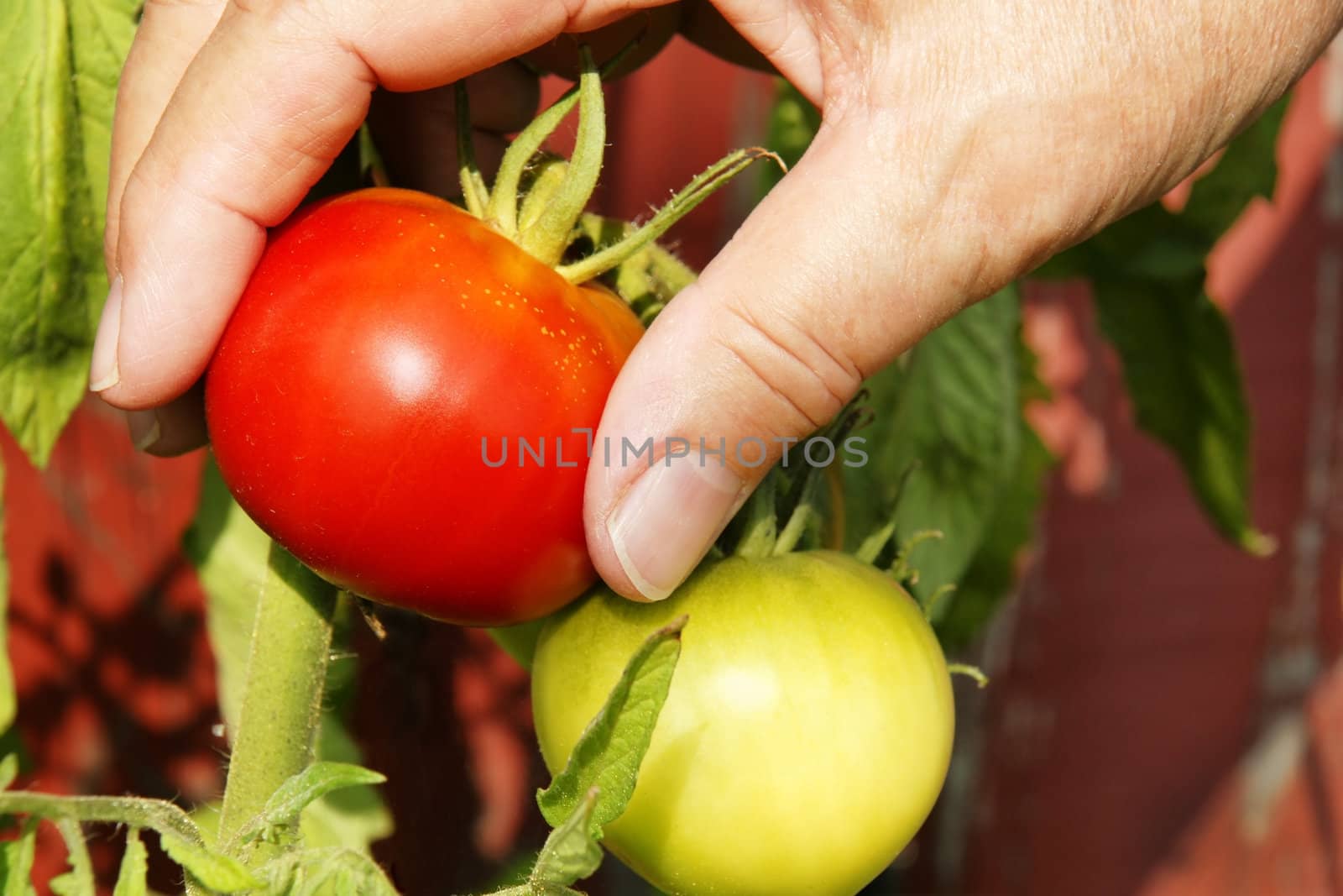 Person picking up delicious bright red tomato on a beautiful sunny day. Ripeness of the red tomato contrasted by a green one just next to it. 