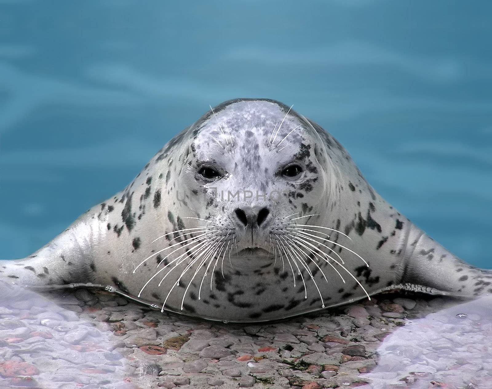 Harp seal looking at camera by Mirage3
