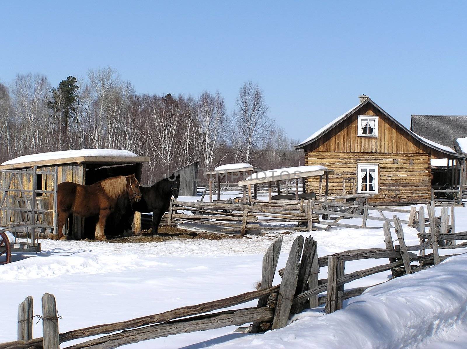One hundred year old farm house with two working horse, fence and barn on a sunny winter day.