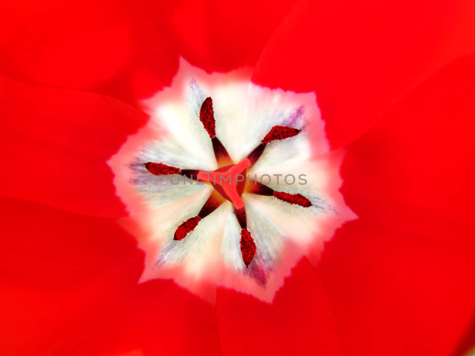Macro shot inside a tulip with  magnificent bright red petals, great floral background.