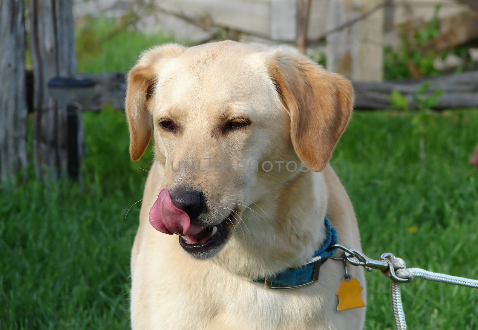Blond labrador retriever licking its nose wishing it was not tied up (actually looking at the rabbit playing on the lawn).