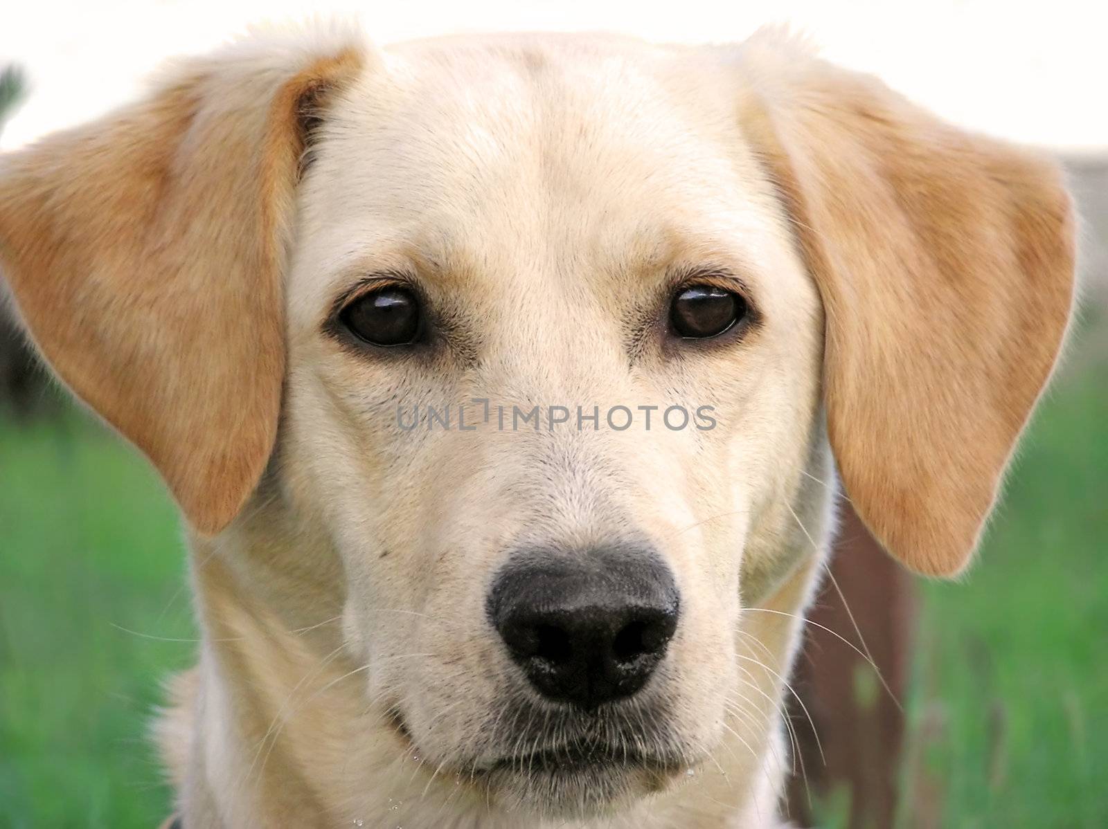 Beautiful blond labrador retriever close-up, dog has an expressive slim face.