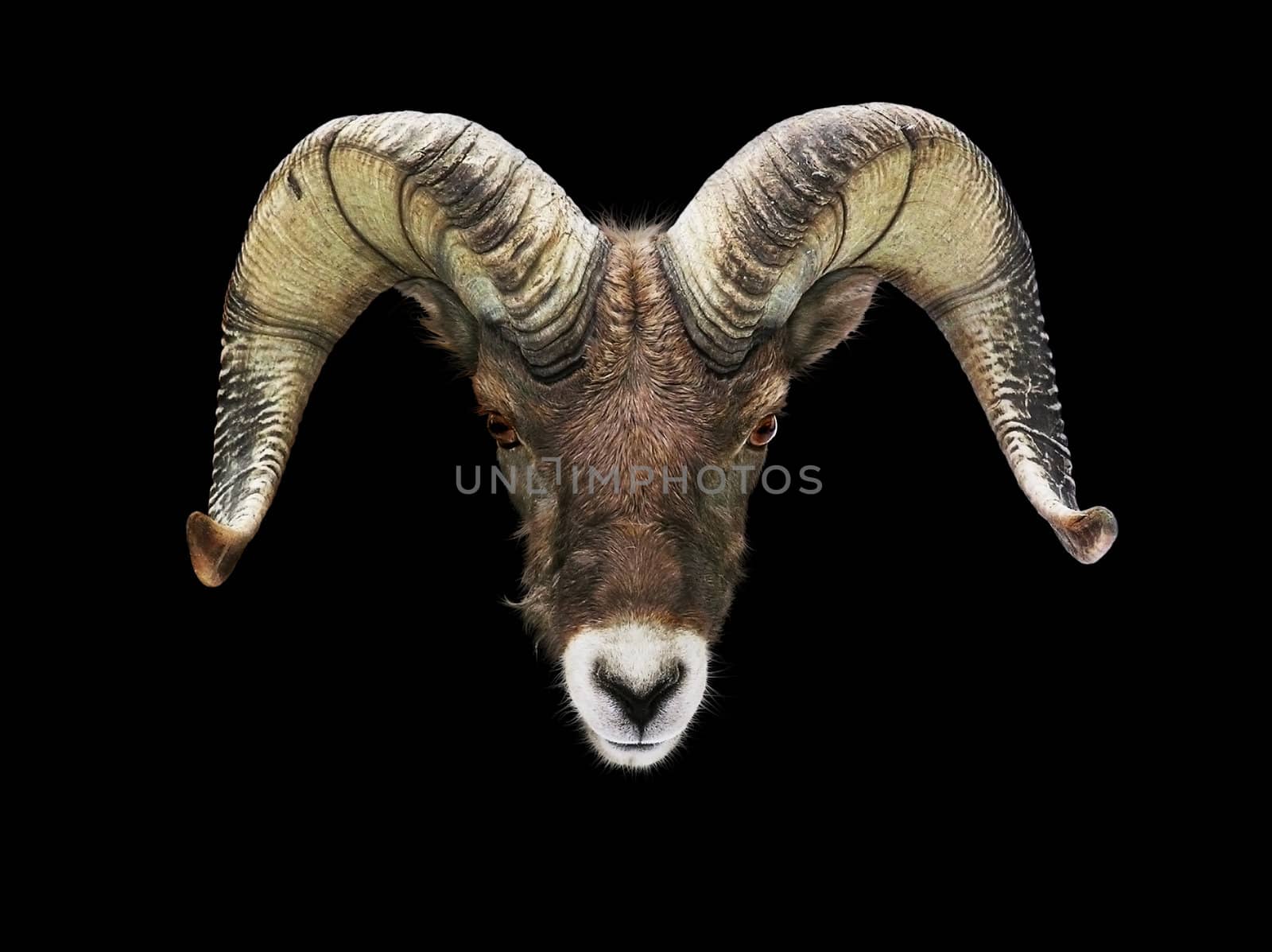 Close-up frontal on male Bighorn sheep looking at camera isolated on black background