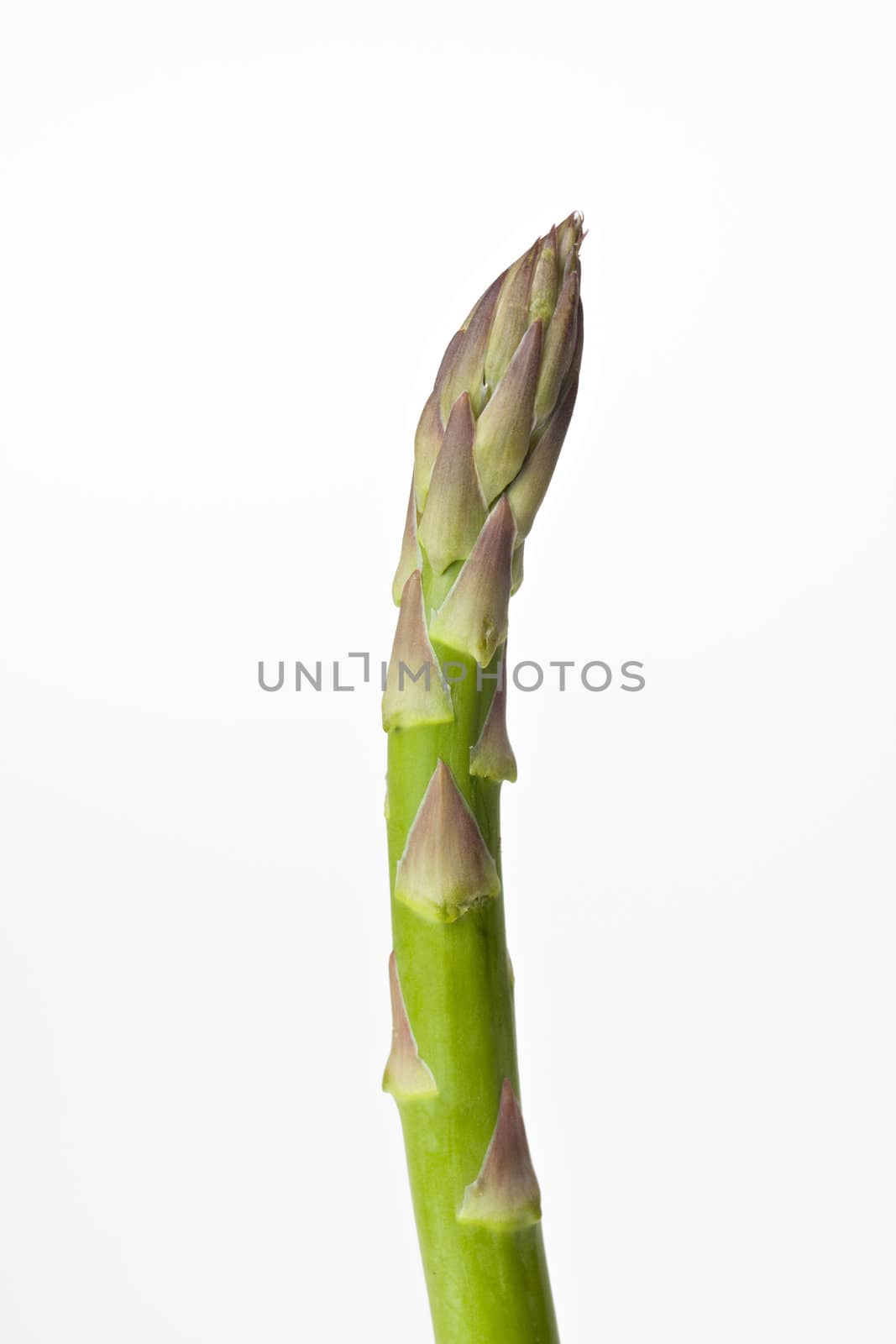green asparagus isolated on white background by bernjuer