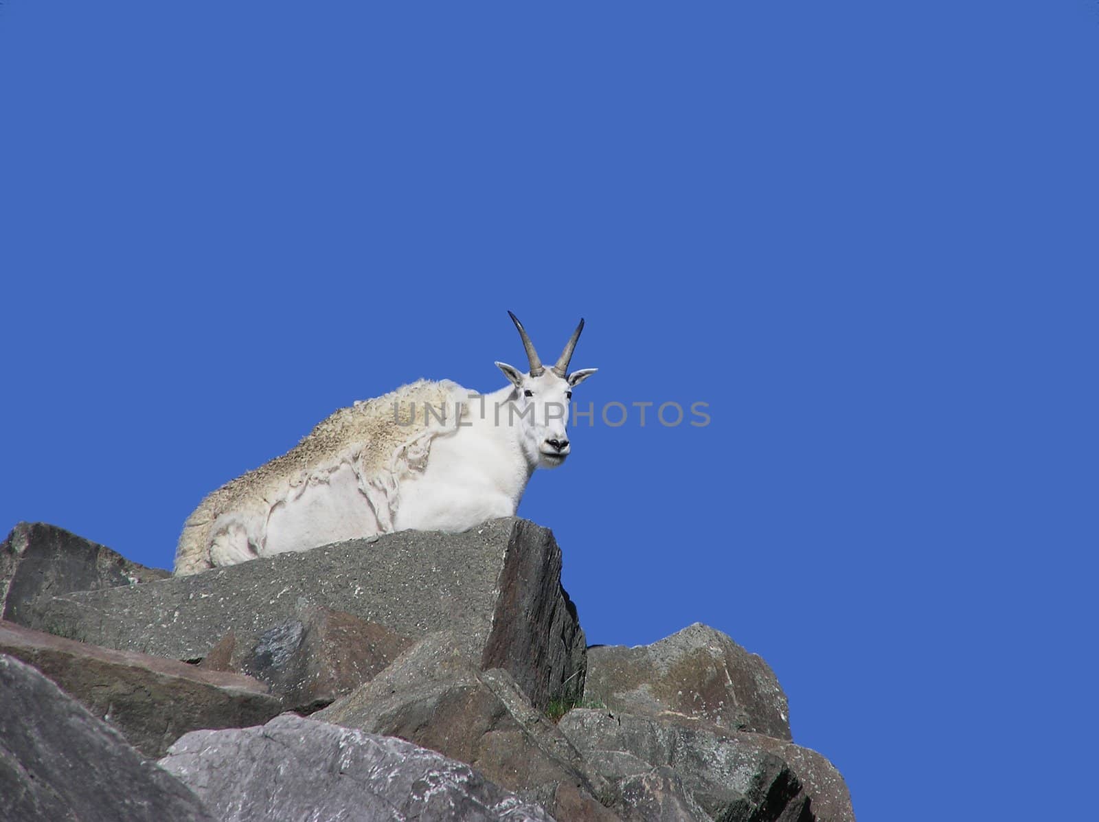 Mountain goat lying down on top of a rocky mountain against a bright blue sky looking down at camera   