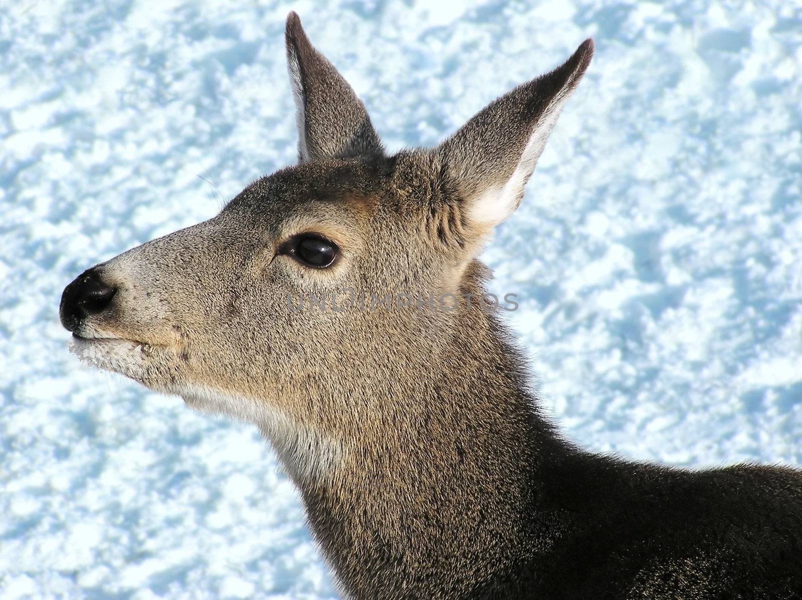 Long eared mule deer doe profile close up during winter time. Dreat fur details.
