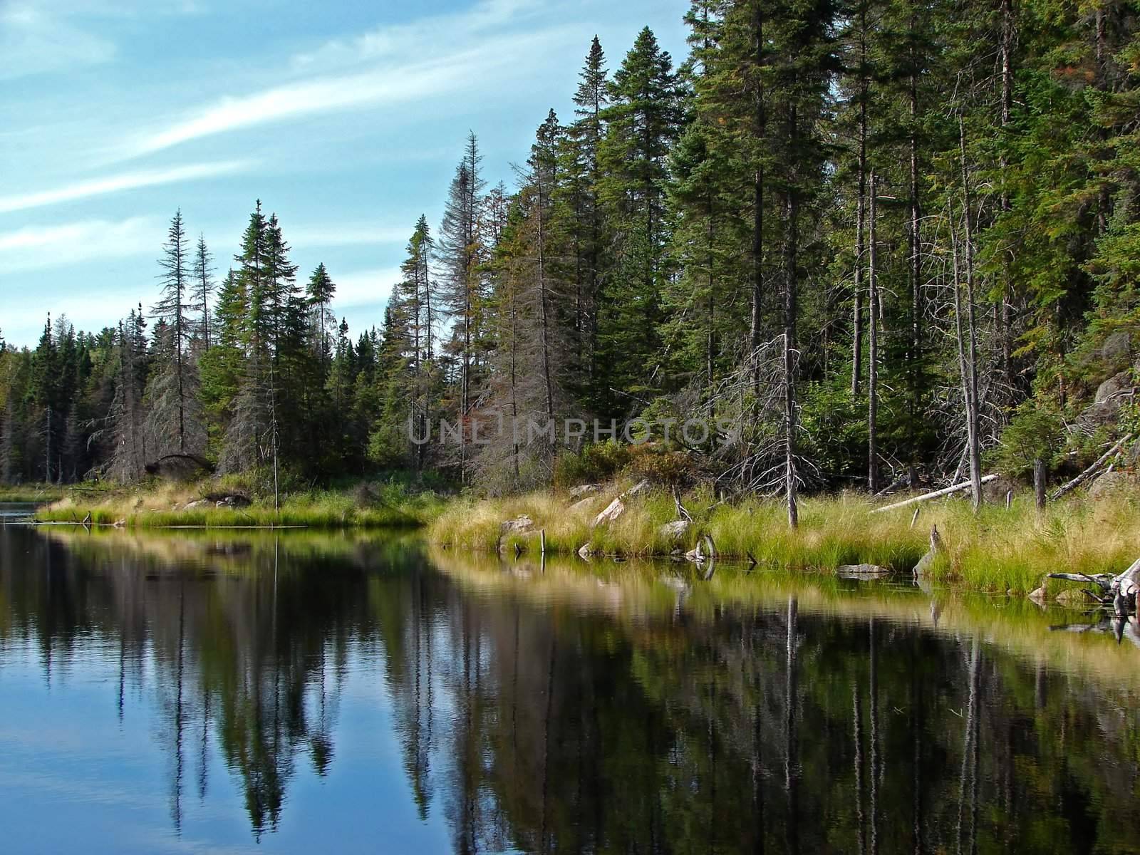 Northern lake and coniferous trees by Mirage3