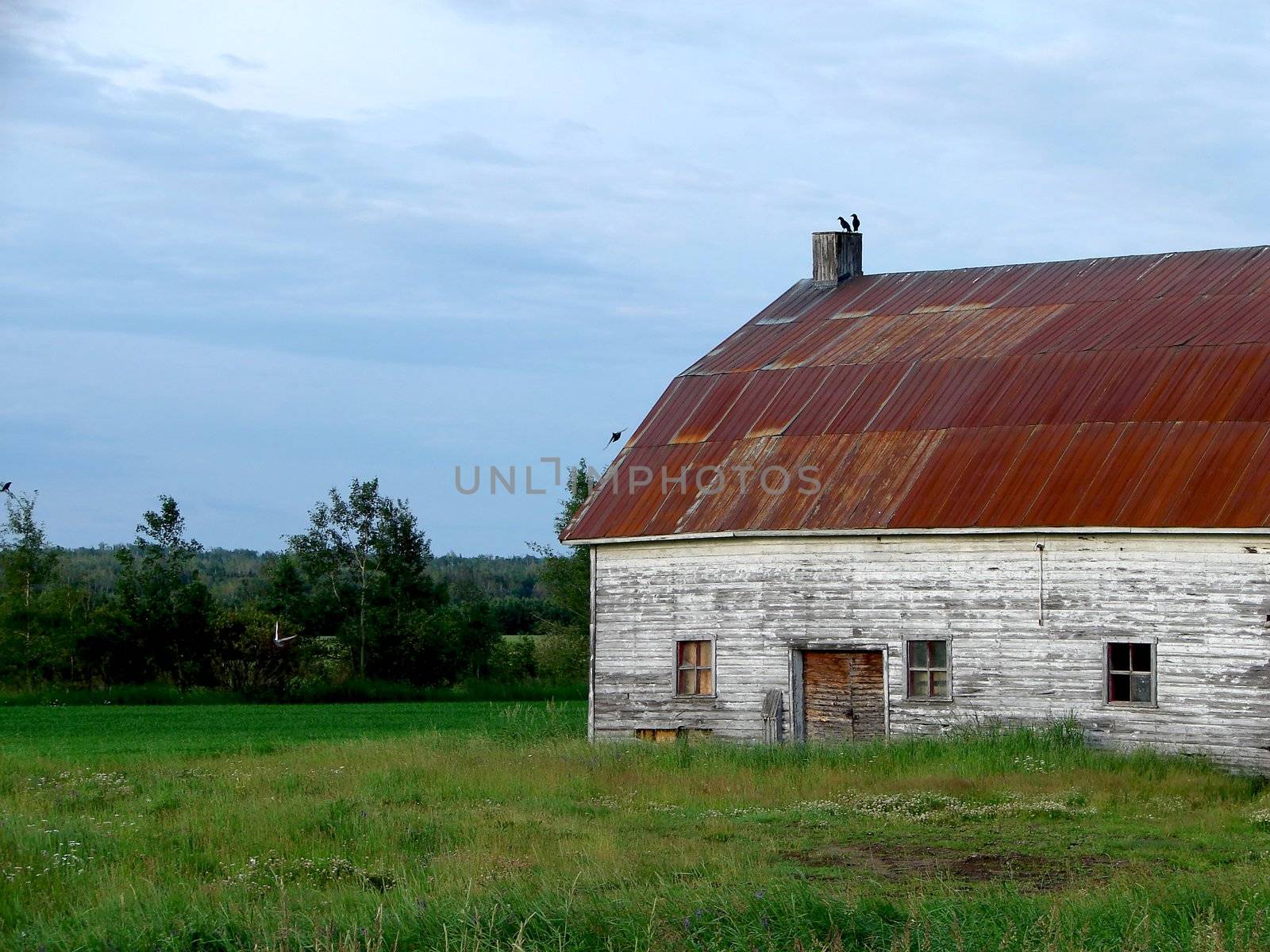 Sunrise early morning on an old wood barn with rusted tin roof on a cloudy day with black birds and pigeon over the field. 