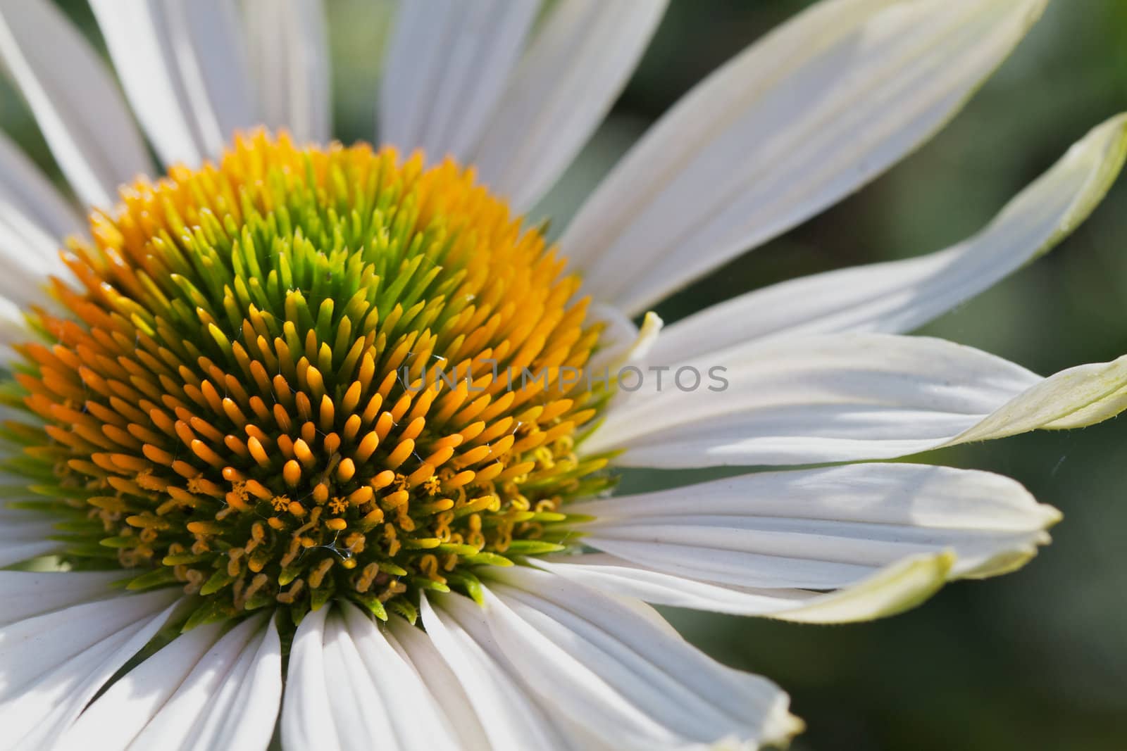 Macro of White daisy with large bunch of orange, yellow, and green stamen