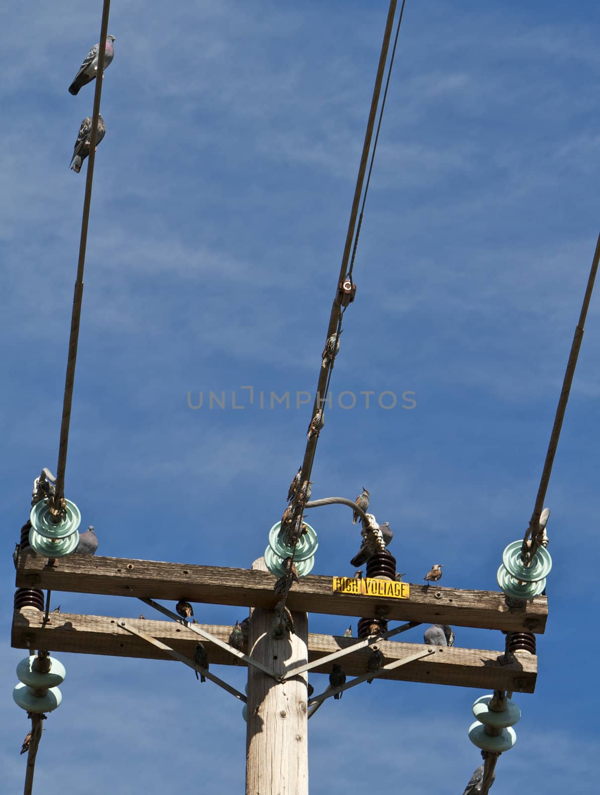 Pigeons on Power lines closest by bobkeenan