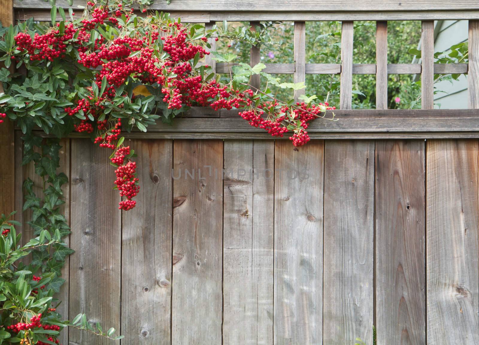 Pyracantha plant climbing on and over a redwood fence with red berries