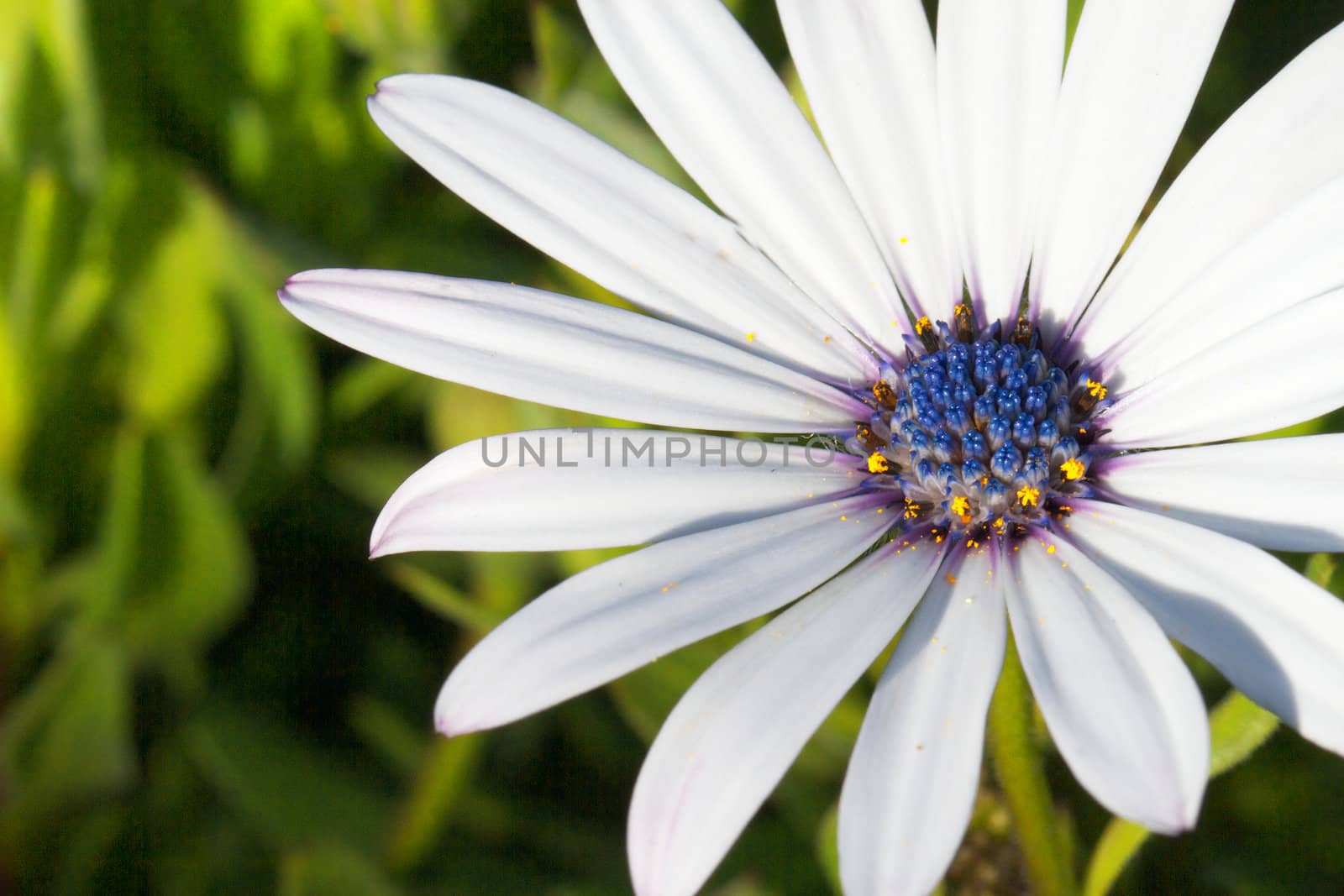 Soprano White Daisy with blue stamen against soft focus green plants