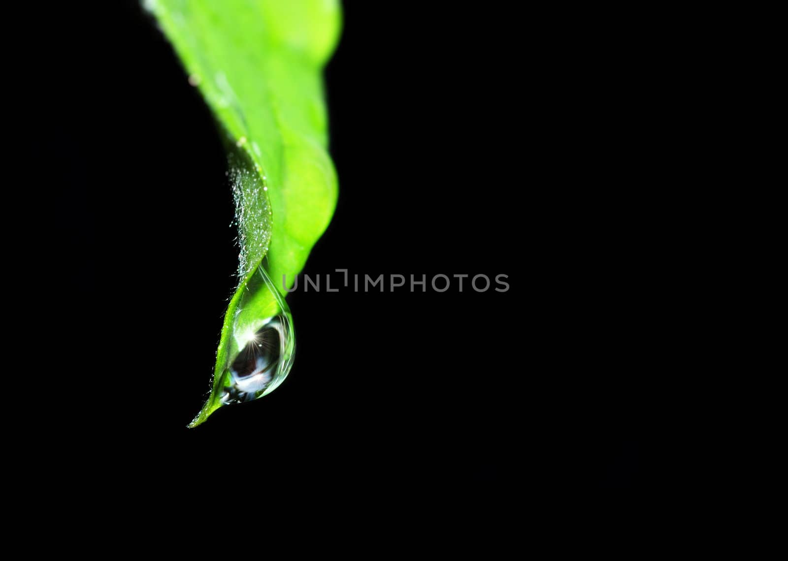 Water drop with sparkle of the leaf taken using shallow depth of field.