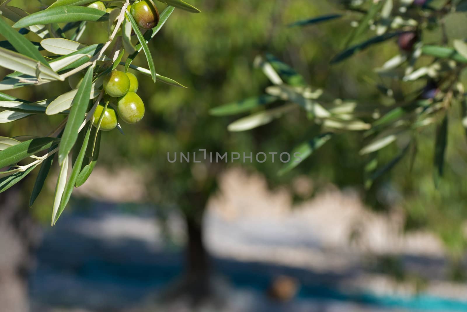 Olive tree branch against the background of a grove in harvesting time