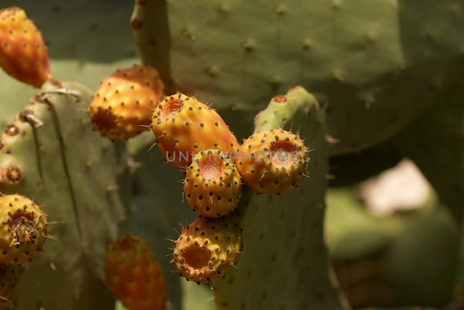 Several ripe prickly pears on the cactus
