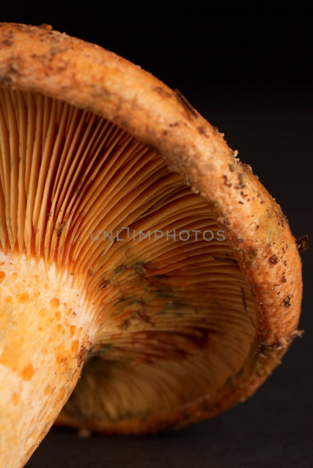 Closeup of  red pine mushroom, also known as saffron milk cap