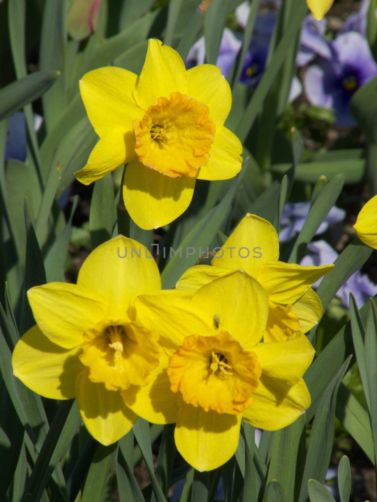 two daffodils standing close together in a meadow