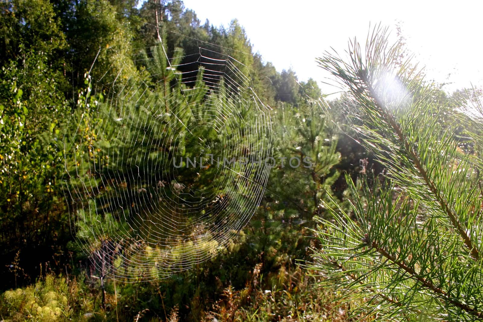 Web on a pine branch