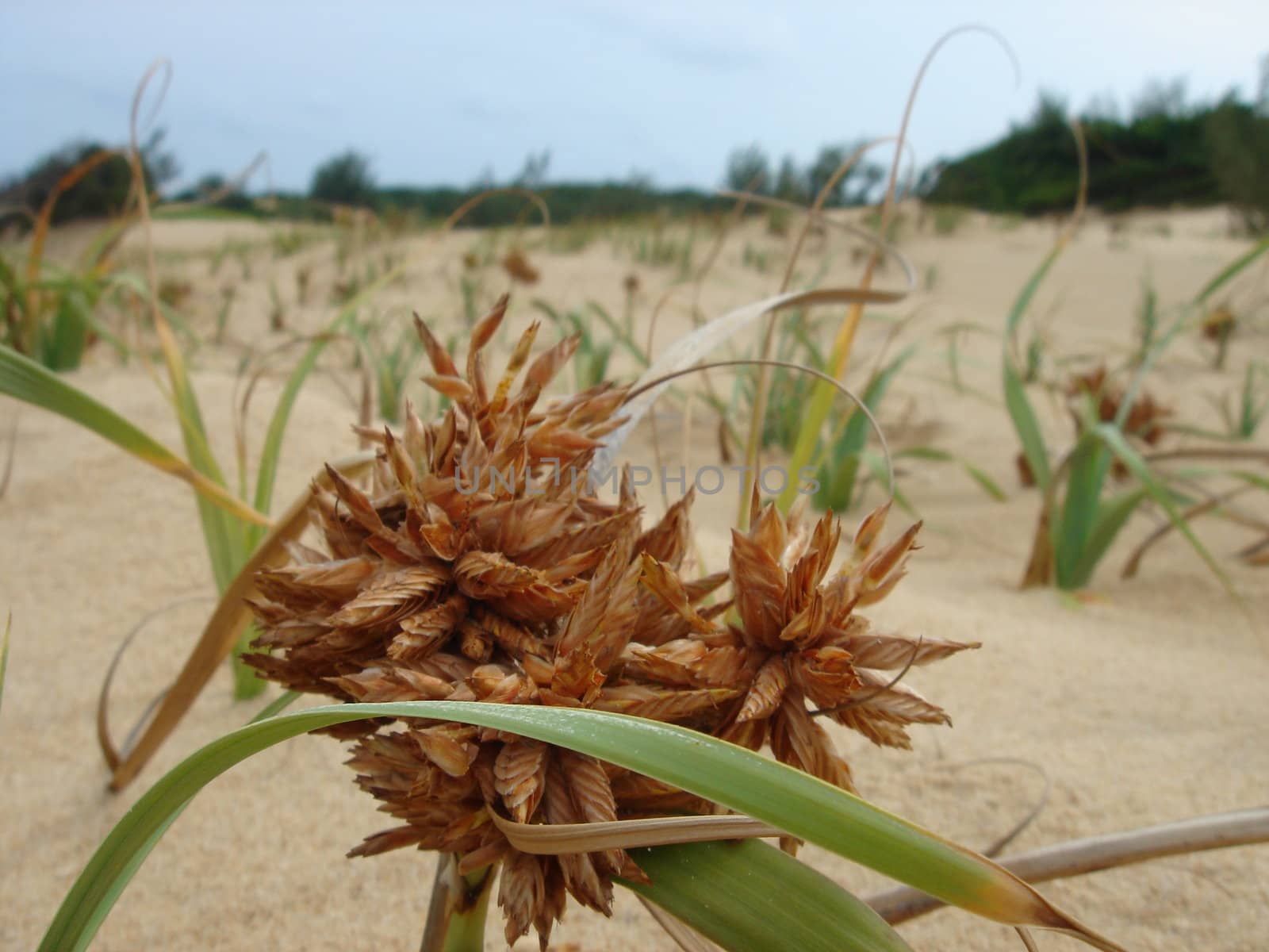 photo of a sand tropical plant on  beach or dune in Africa