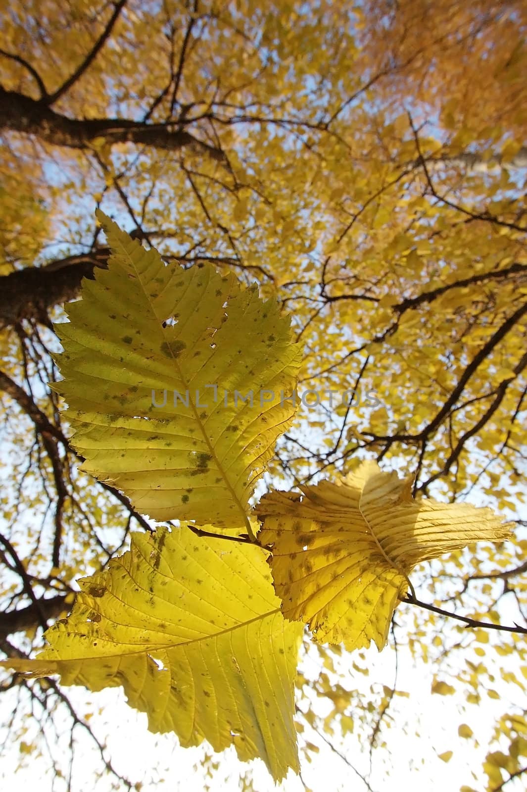 Mellow autumn in Russia, a midland.