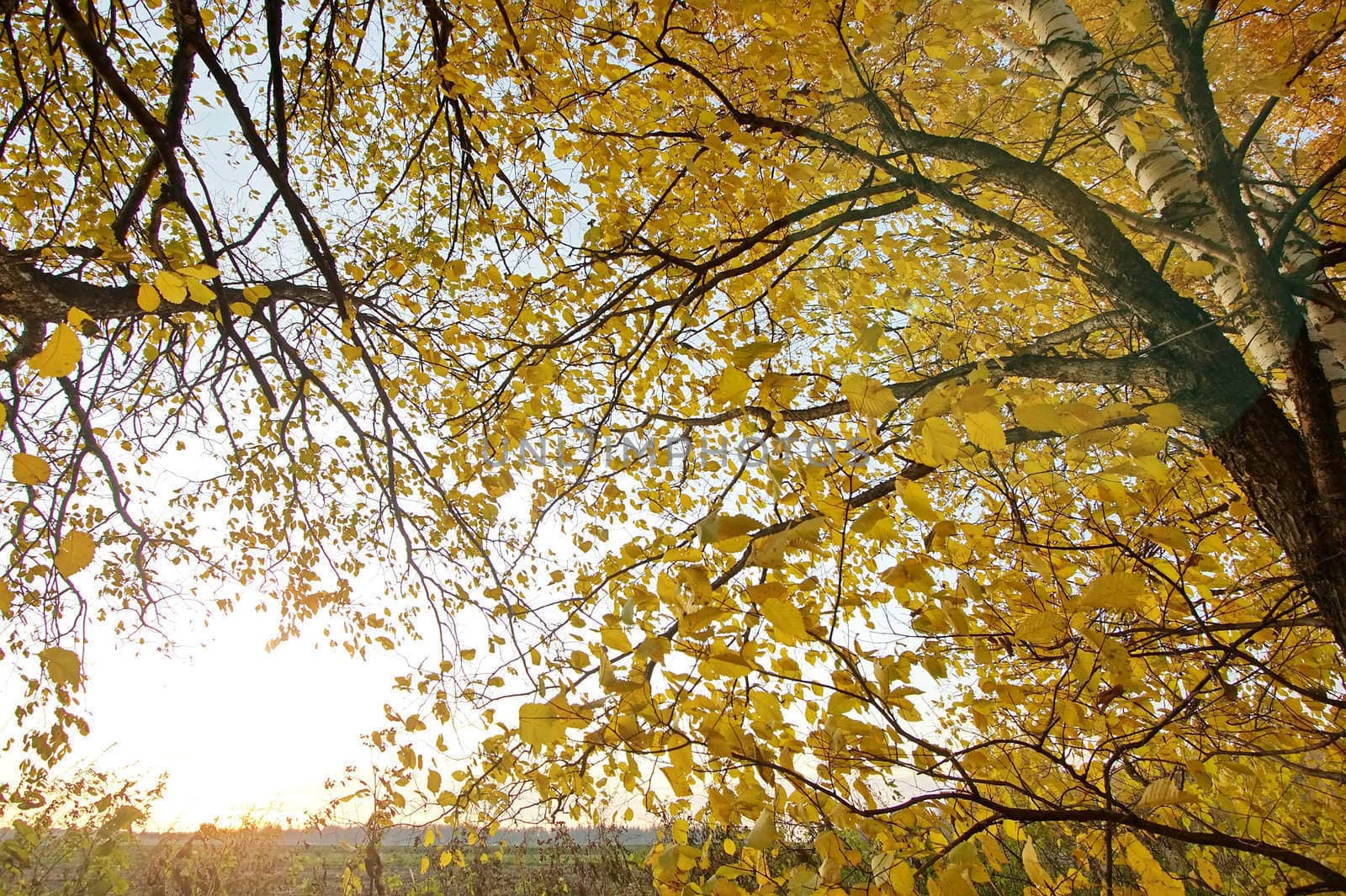 Mellow autumn in Russia, a midland.